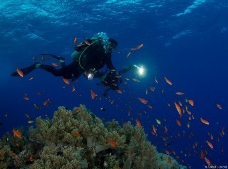 Diver and fish