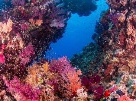 Reef