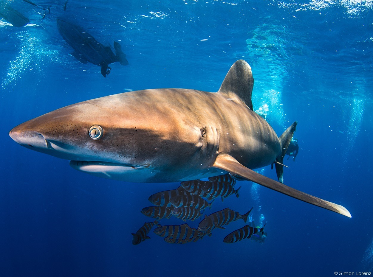 egypt tourism shark