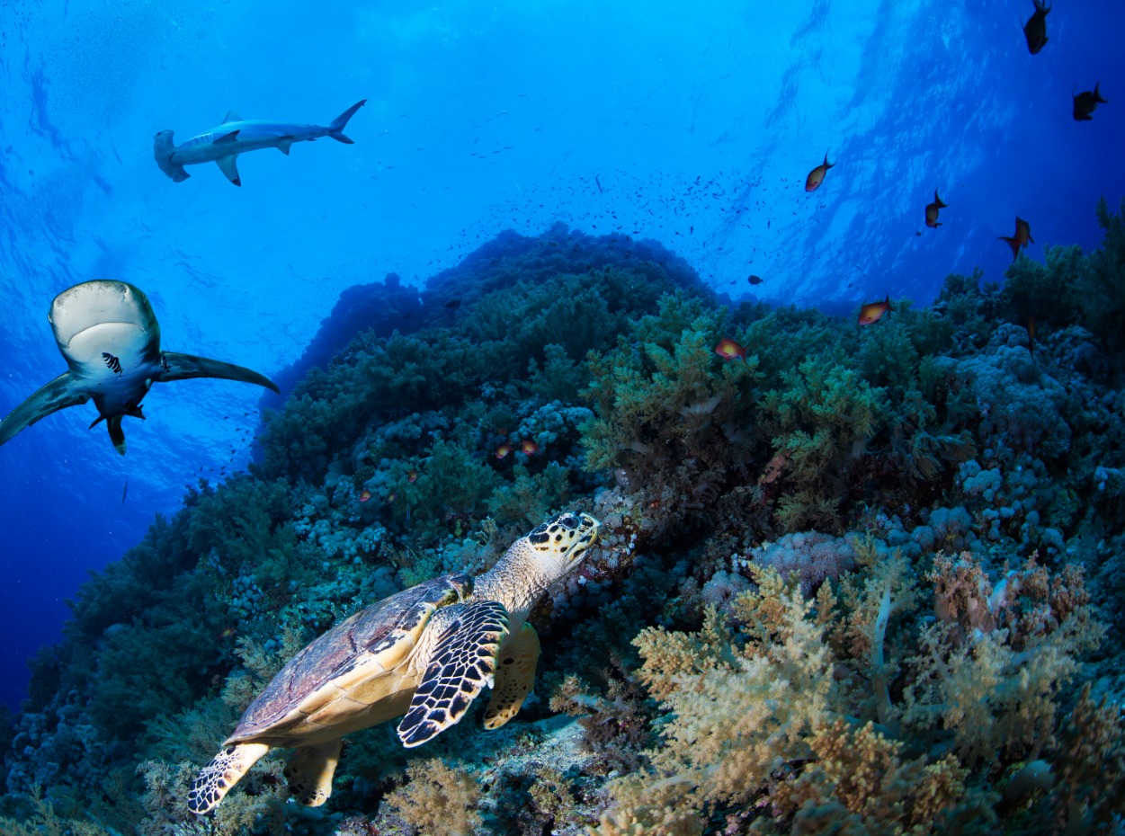 White tip and turtle