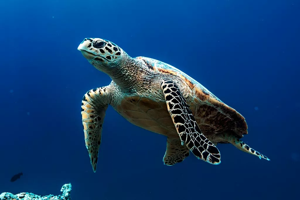 red-sea-diving-holidays-04